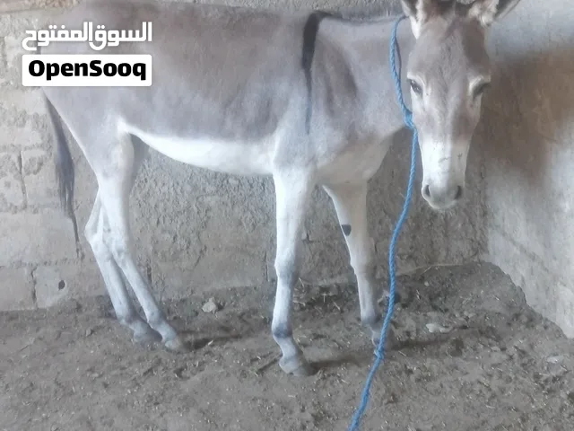جحشه  عمرها سنا ونوص للبيع