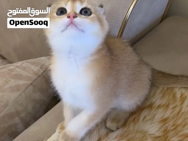 قطه انثي كيوت سوكتش فولد جولدن