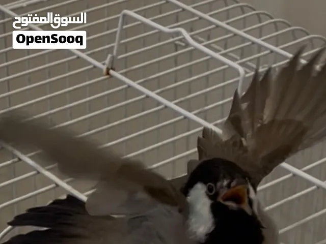 للبيع بلبل عراقي تغريد طيب