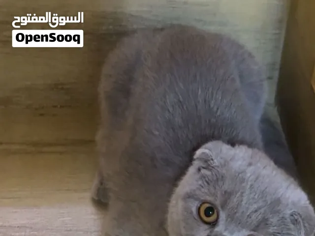 للبيع سكوتش فولد