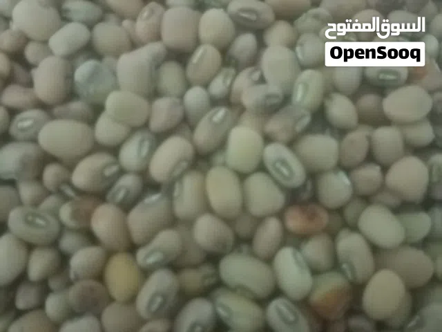 بذر لوبيا عماني احمر المن ب 8 ريال