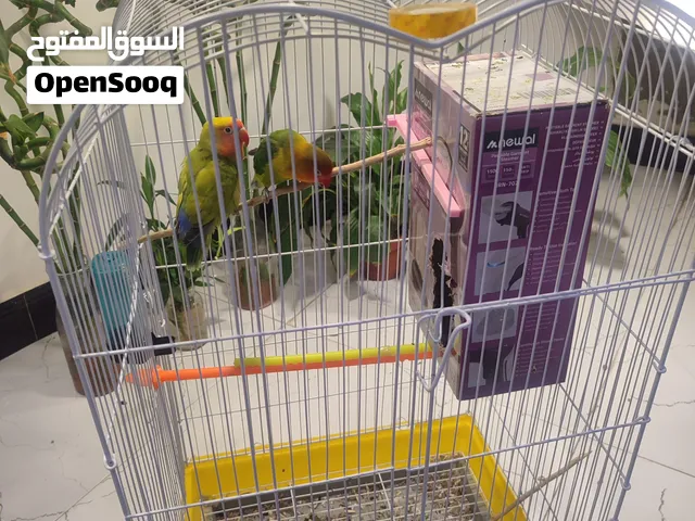 غندور روز زوج +القفص  ب55