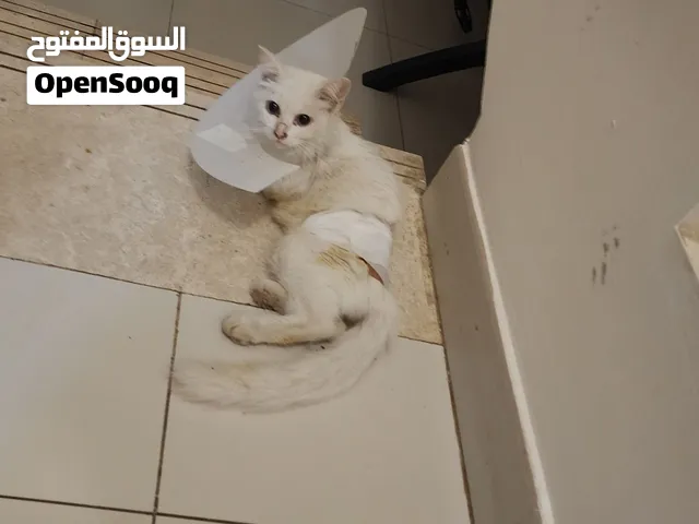 قطه مفقودة بالقرم/مدينة الاعلام