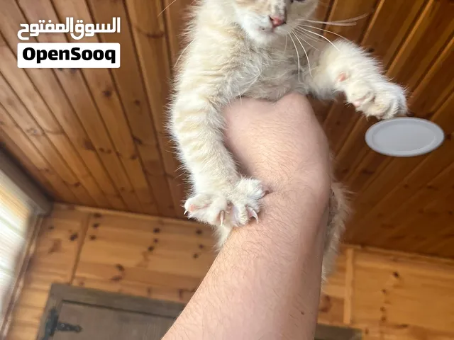 قط ذكر للتبني