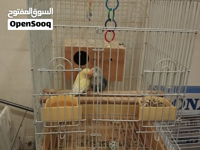 زوج روز مع قفص كبير (الذكر أليف وهدد) مكان التواجد مدينة الذيد السعر 290 درهم يوجد أيضا زوج بادجي