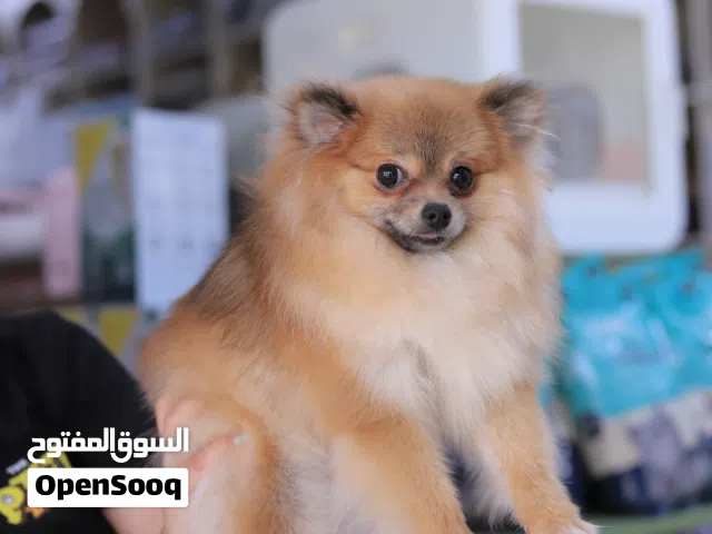 بوميرنيان ميني مميز بسعر مغري ..مع جميع المطاعيم ومايكروشيب