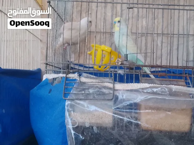 جوز حب أهالي فراخ للبدل على جوز جنه هاف اورنج