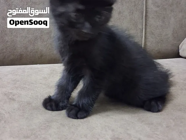 قط عمره شهر اسمه شادو للتواصل