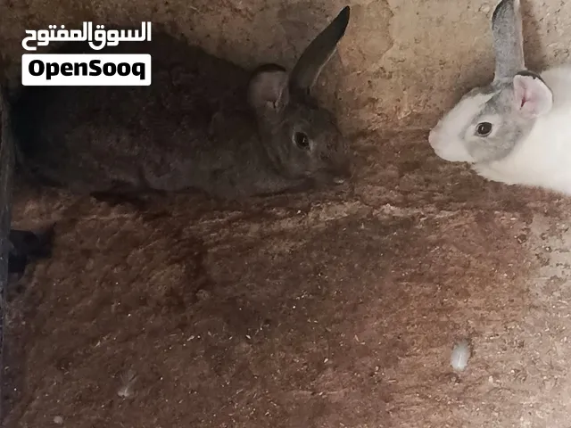 أرانب للبيع