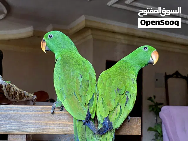 بغبغاء اكلكتوس