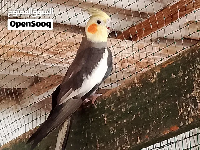 3 كوبيات كوكتيل وذكر فرادي