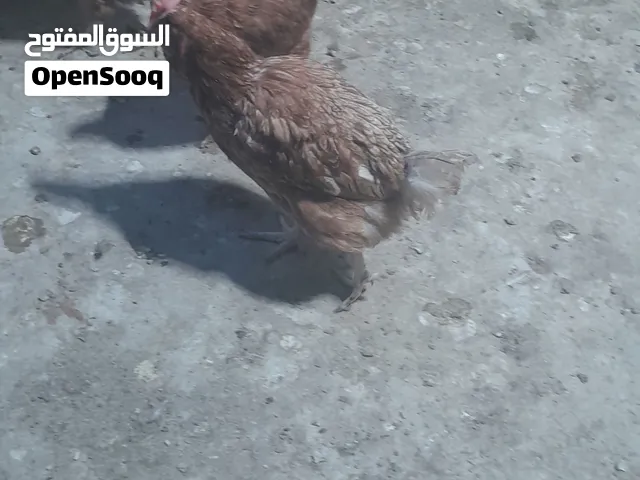 دجاج هندي للبيع شغال