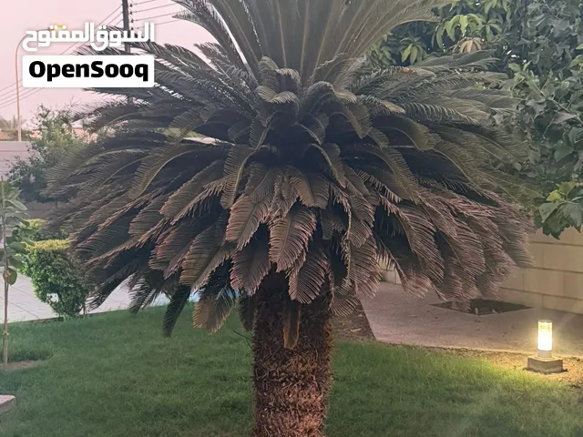 للبيع نخلة سايكاس (Sago Palm) – Cycas revoluta