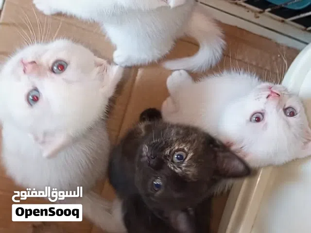 سكوتش فولد للبيع
