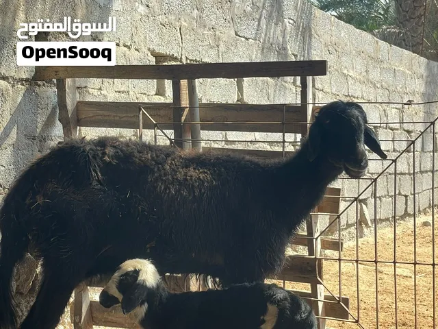 جاعده نجديه تحتها حمله