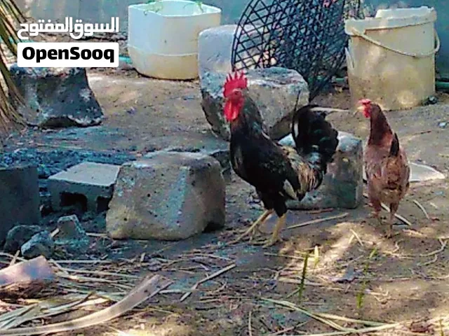 دجاج للبيع
