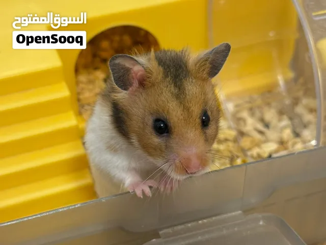 مطلوب أنثى هامستر