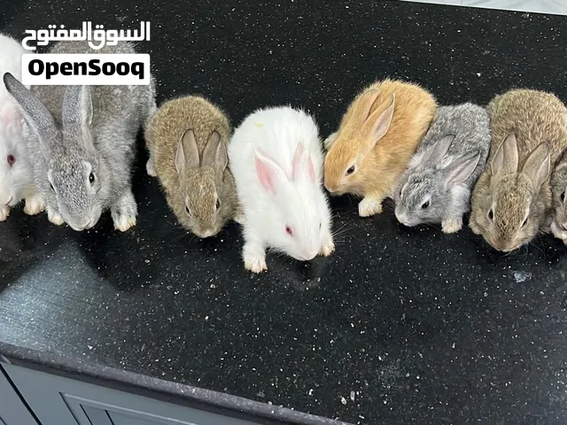 أرانب للبيع بالالوان مختلفه وبصحة جيدة