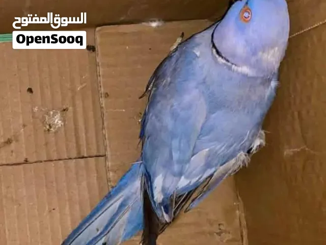 متاح ..زوج دره الفحل حبري كلير تيل.طيره بنفسجي خط أول.
