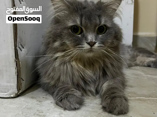 Persion cat long hair gray And black hair color and green and black round shape eyes for adoption