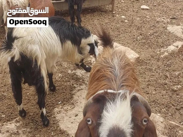 ست عنزات البيع سن جمع انضيف مع اجدايه اثنين