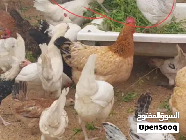 دجاج بلدي فرنسي
