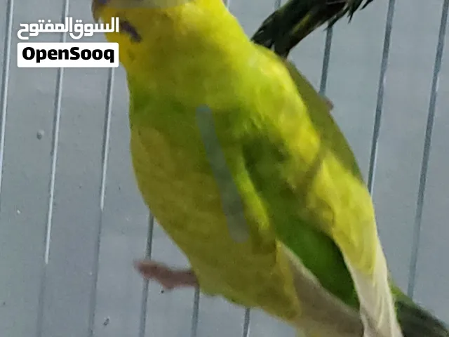 طيور البادجي