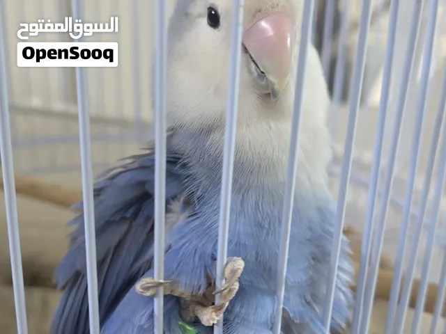 طير لاف بيرد ازرق