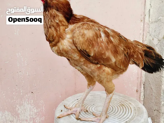 Pakistani Hen