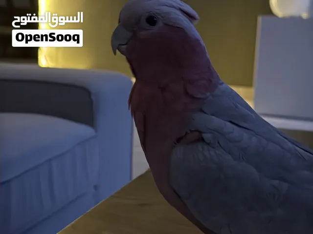 Ghallah parrot 3500aed
