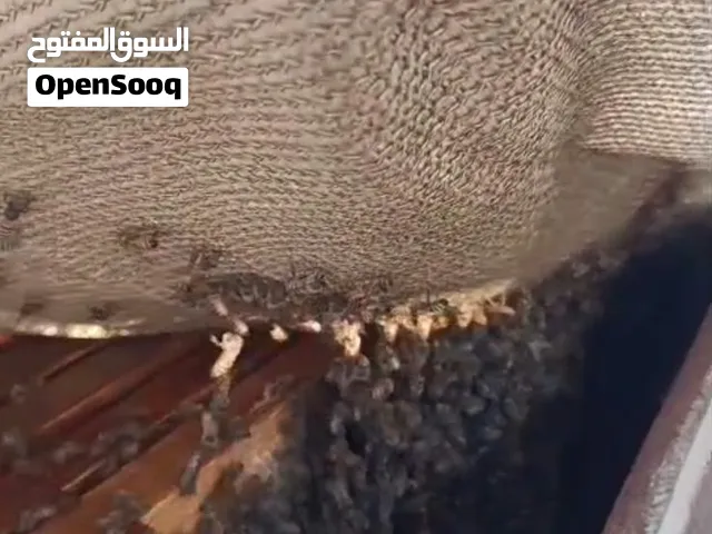 نحل للبيع جاهز للموسم وبه زوائد