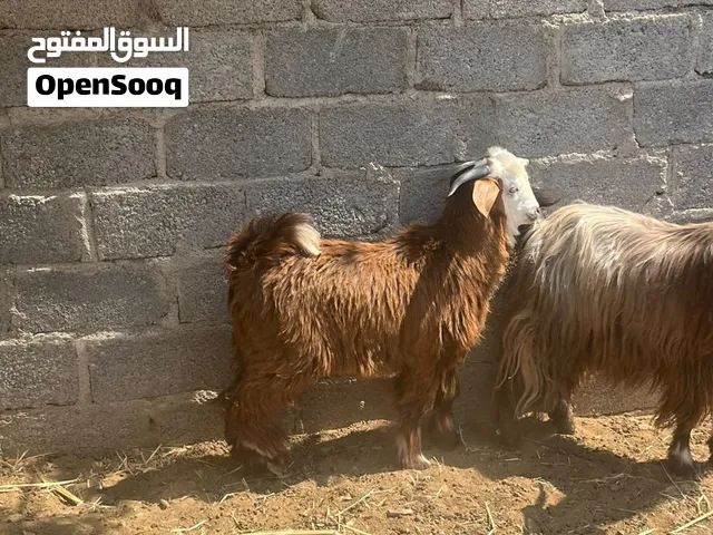 تيس من الحلال السعيدي هديد وسمين عمره سنه تبارك الله