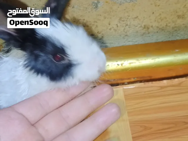 ت ........ز