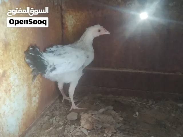 دجاج الله يبترك