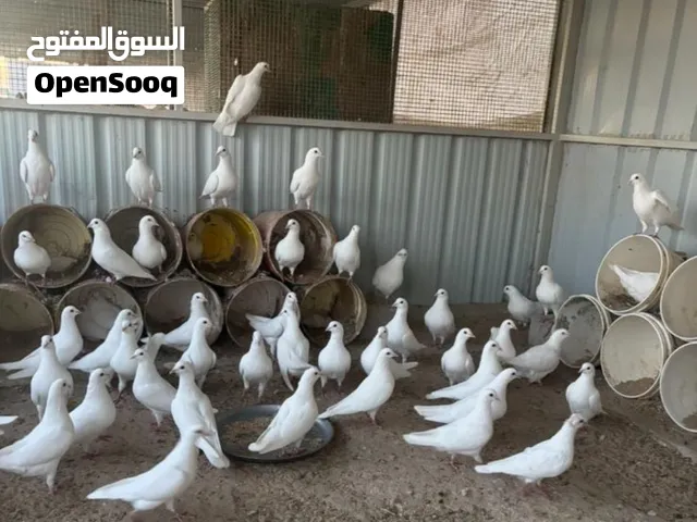 للبيع حمام لاحم وزاجل ابيض جبرة فيها 37 طير البيع جملة الطير على 750 فلس