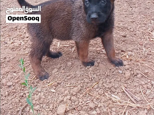 malinois charbonner