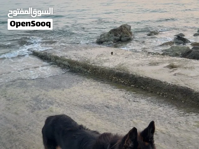 كلبه جيرمن للبيع