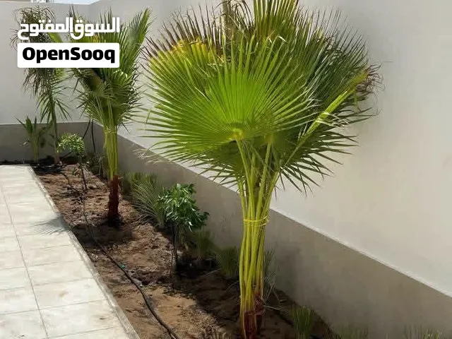نخل واشنطونيا زينه باقل الاسعار بالمملكه