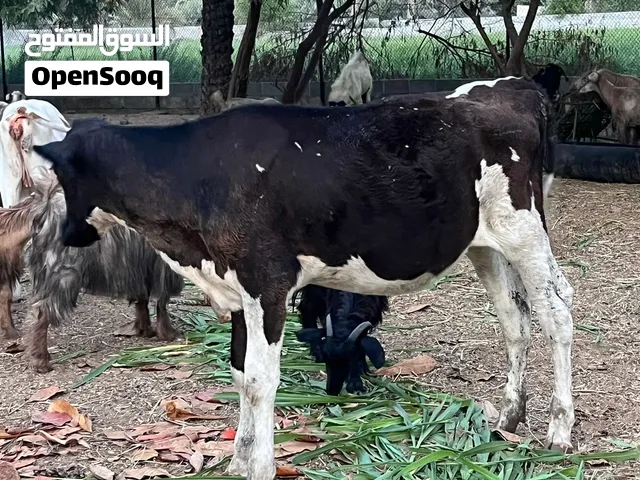 للبيع عجله هولندي