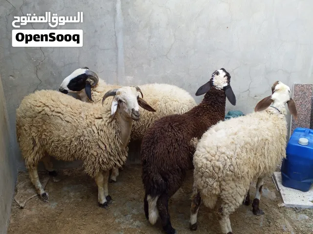 زوز خرفان العمر 9 و10 اشهر افطيمه وحده العمر 7 اشهر