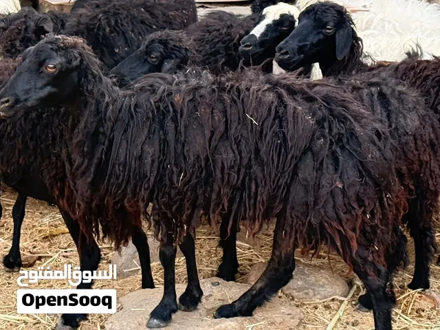 جعد مال الجبل عمانيات اصل بيور بدون تهجين  راهيات واحجام مايتفوتن للتربيه او ذبح