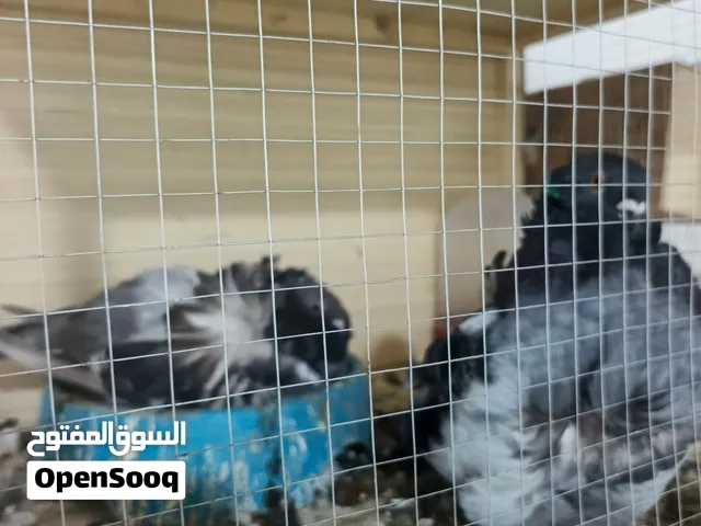 حمام كشكي مبيضات