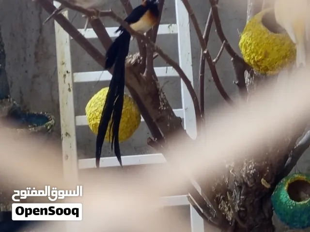 طيور الجنه أقر الوصف قبل لأ اتراسل