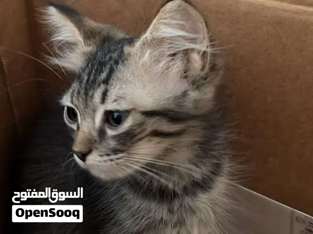 قطط للبيع بسعر مناسب