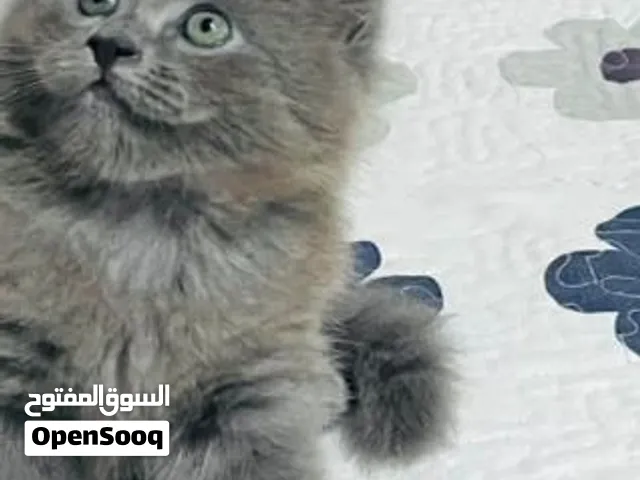 بندق للبيع
