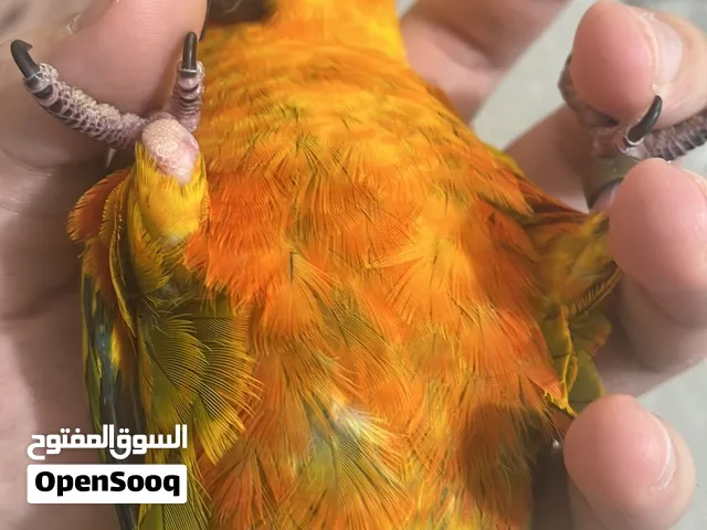 ببغاء صن كنيور