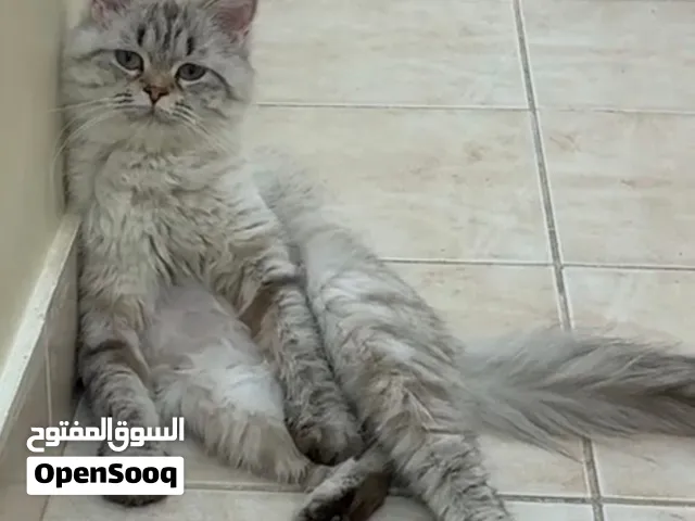 للتبني قطة روسيا