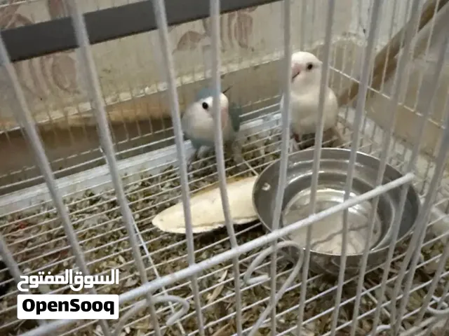 3 لجواز روز جامبو