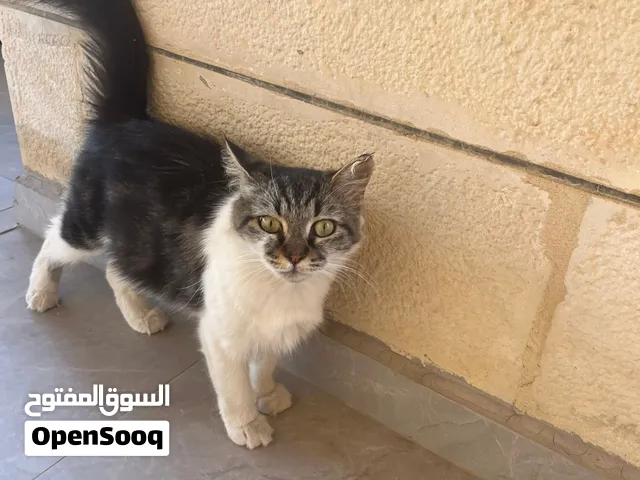 قطتان للتبني في شفا بدران