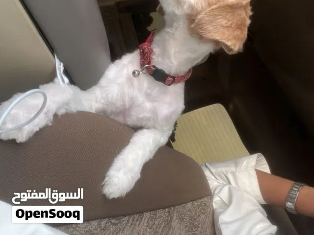 شيتزو ذكر الكلب مطعم و بجوازه و لعوب واليف